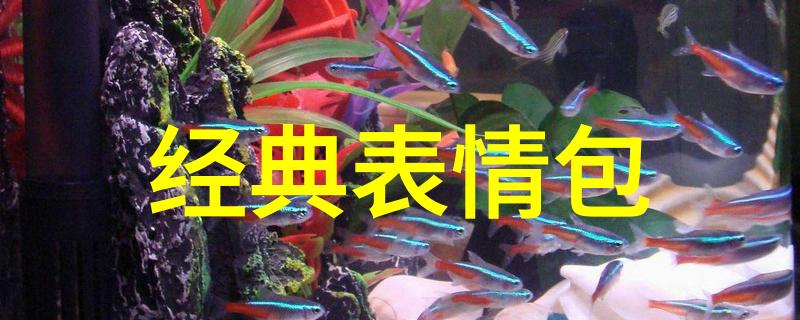 女生花系微博网名经典森系小清新雨后有彩虹吗Martina的世界