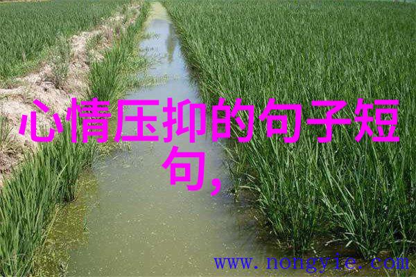 春节 欢乐春风迎新岁揭秘今天是什么特殊的节日