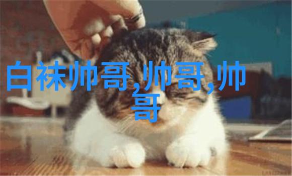 深圳训犬师培训学校揭秘爱尔兰水猎犬的训练大幕
