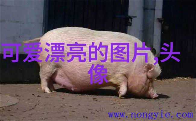 个性网名转换大师  朗朗上口昵称创造机