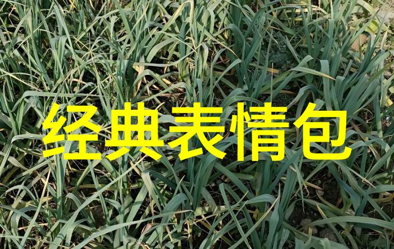 将雪景变成背景让你的生活更加精彩吗