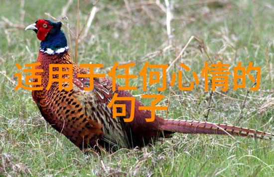 萝卜之恋高清完整版免费观看拔萝卜的爱情故事