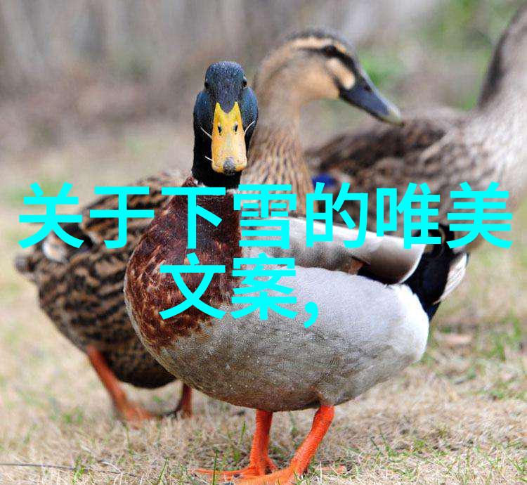 程序员的QQ聚集地揭秘LSP必须加入的群组