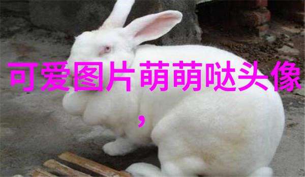 明星大侦探第六季完整版高清免费观看热门悬疑剧集全集无限流