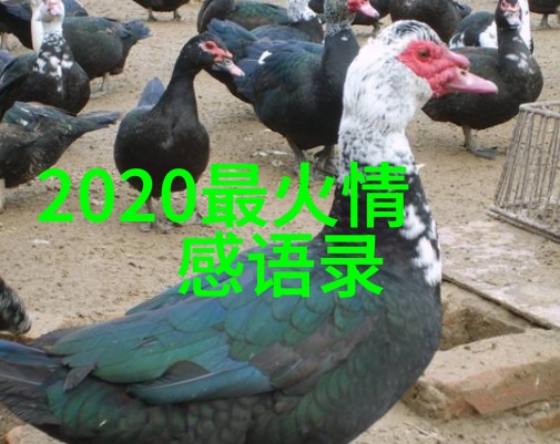 生僻字大全10000个字书收藏