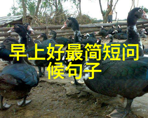 女明星的时尚之选精致正装照展现魅力