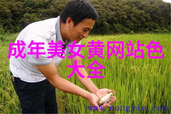 圣诞节日历-守护圣诞精神创意活动与传统习俗的交响曲