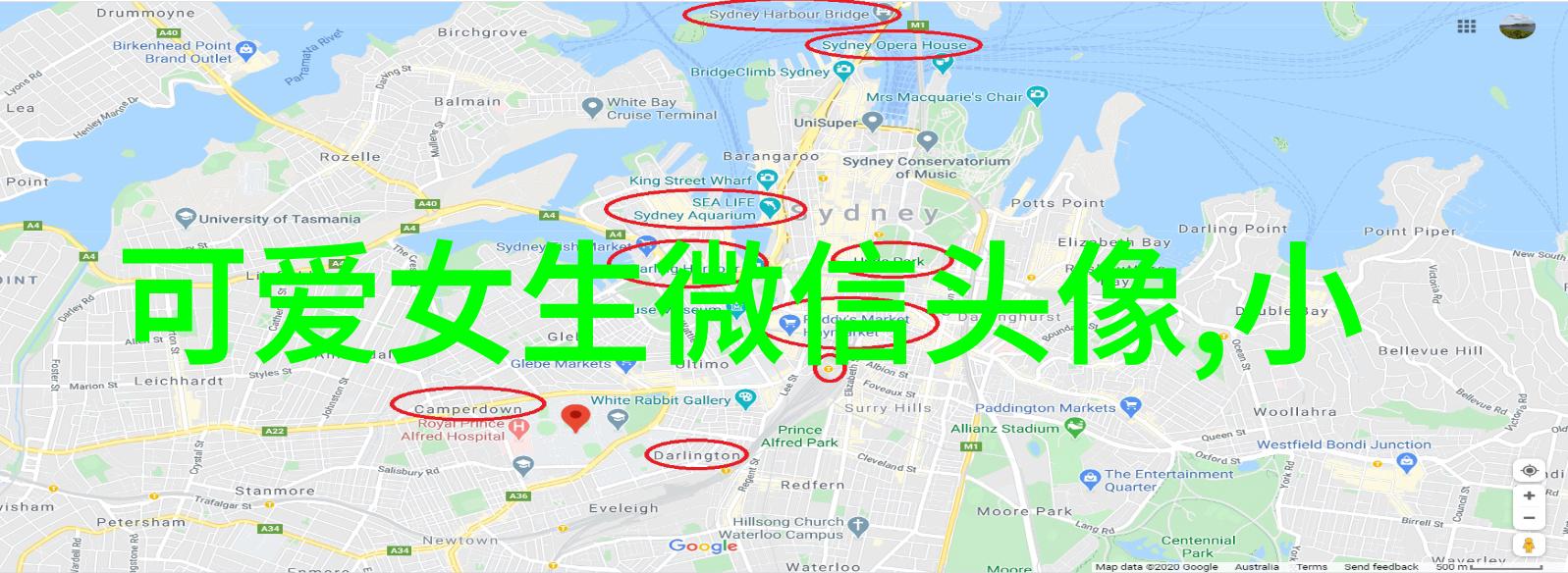 让苏格兰牧羊犬安静家长需掌握宠物学校月费秘诀