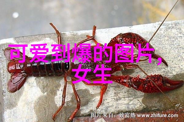 小球的日常一只可爱小狗的成长故事