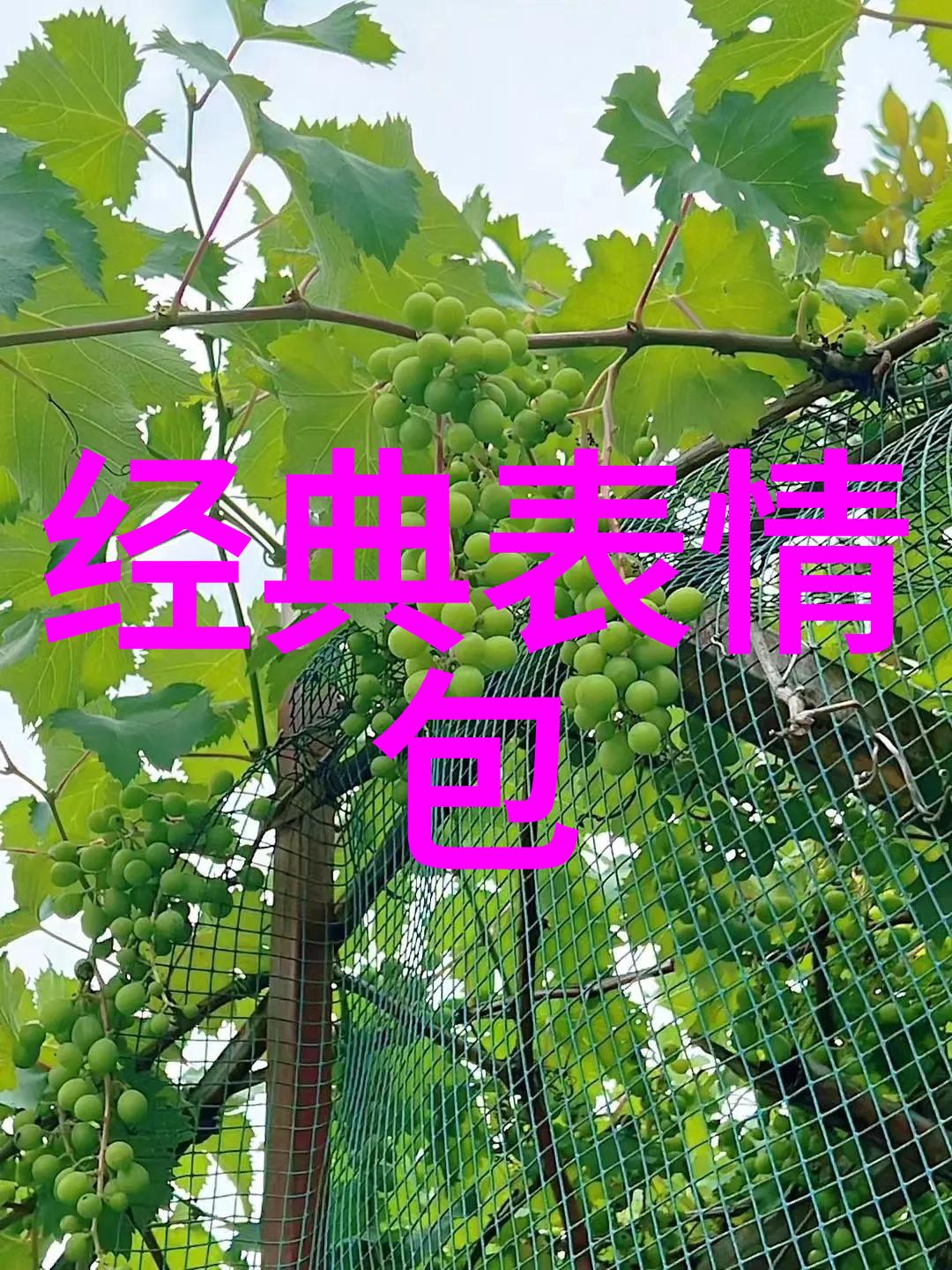 12月24日正是我们共同庆祝的圣诞前夕这一天就像是一位温柔的老人用他的慈爱和欢笑为这个世界带来无尽的