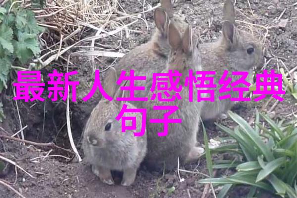 字体解码无缝链接的艺术与科技