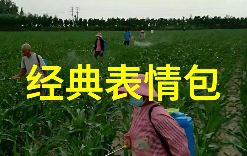 甜蜜旋律的约会探索可爱歌曲的魅力