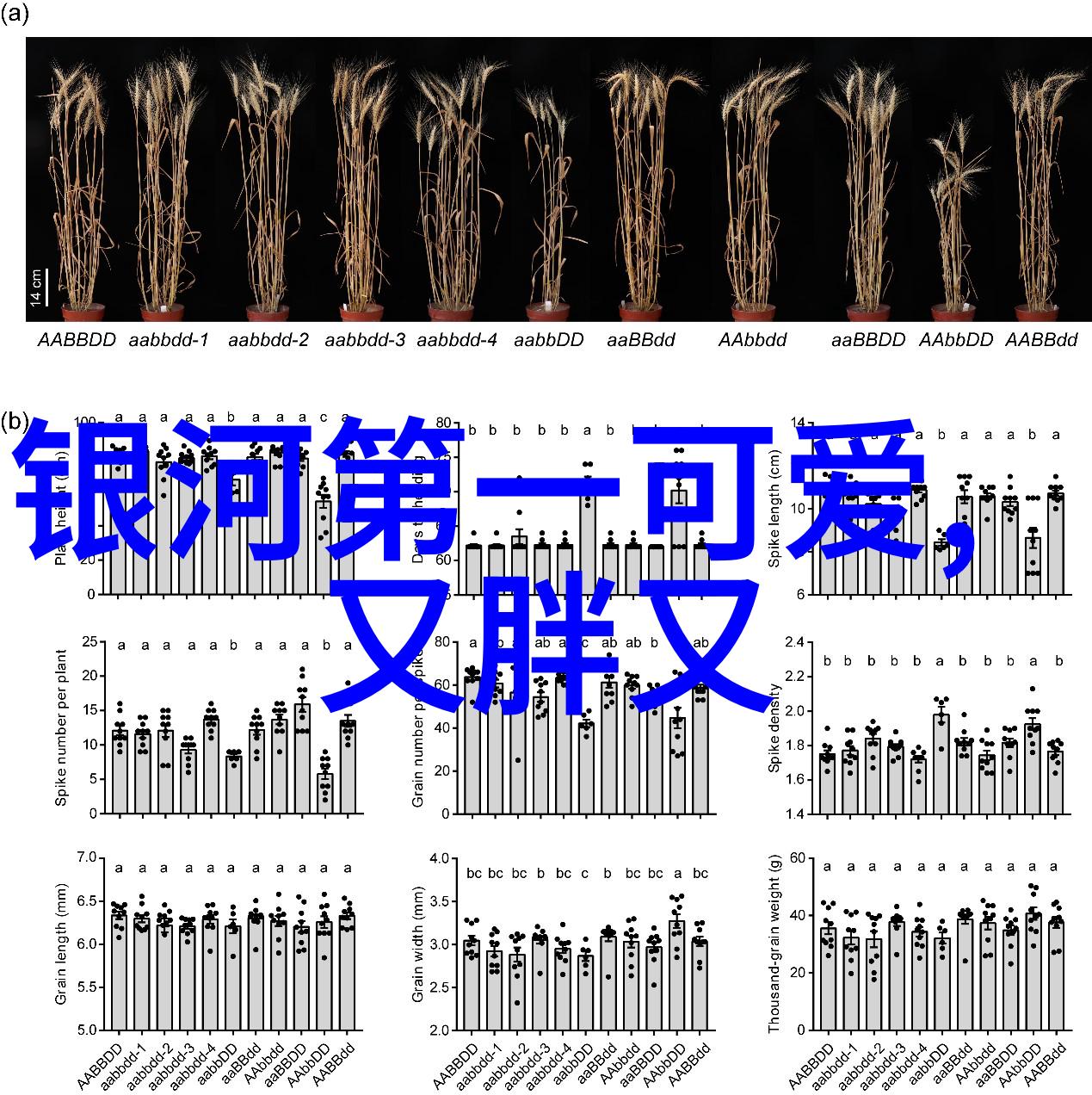 美貌与心计花心婆娘的迷人魅力
