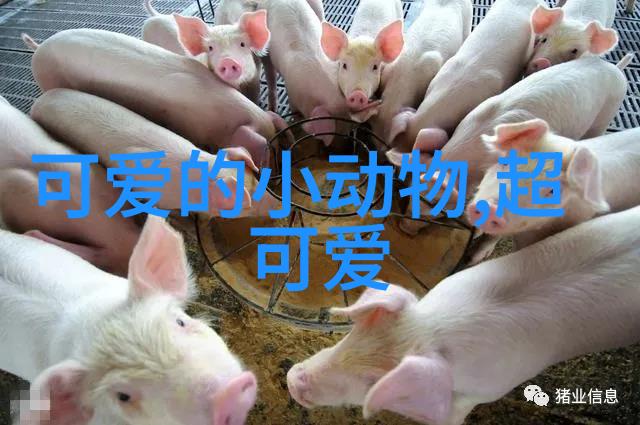 综艺圈十大恋爱秀火爆榜单像逃婚大作战这样让人心动的节目也上演了自己的忠犬八公而青春有你的甜蜜瞬间则是