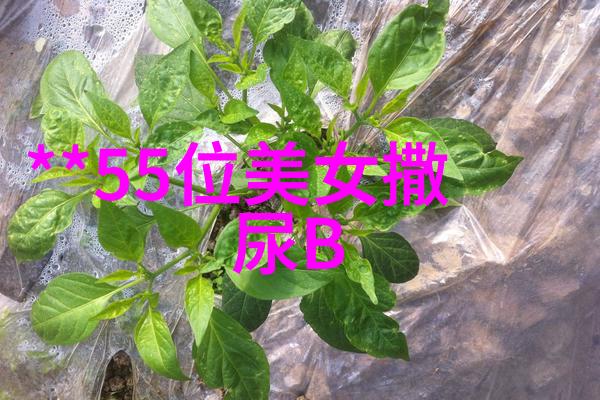 深渊之眼100幅惊悚恐怖图片的揭秘
