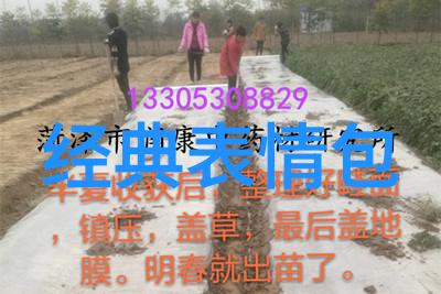 下雪的搞笑幽默句子 - 雪中笑声冬日奇趣小故事