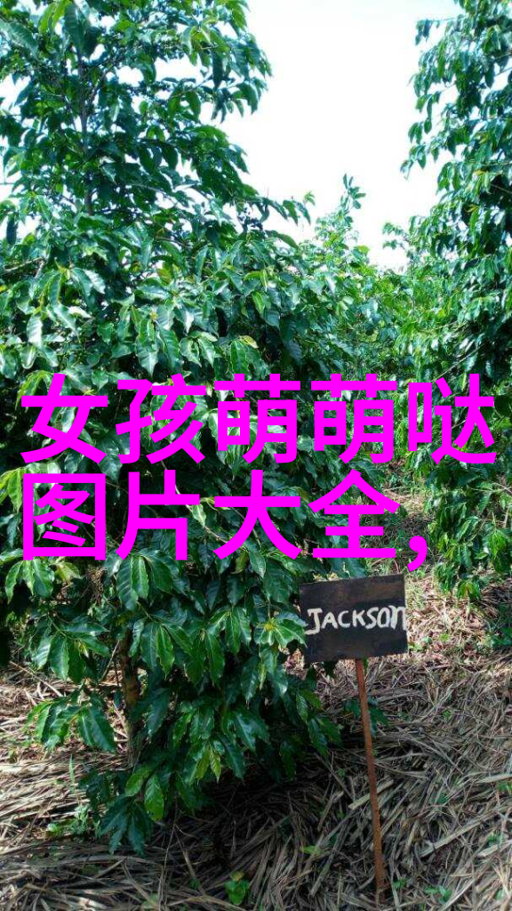 如何成为下一个抖音网红前十名榜上的成功之道