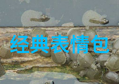 圣诞节日期点亮冬季的希望与欢乐