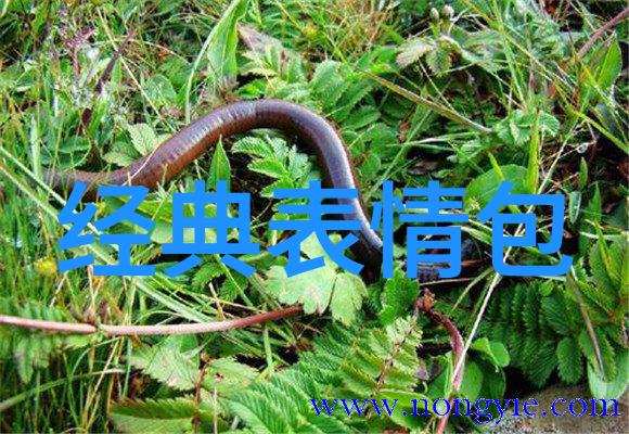激情澜涌探索那些充满干劲的群名背后的故事与力量