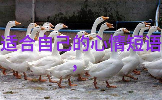 LPL全明星电子竞技界的闪耀之星