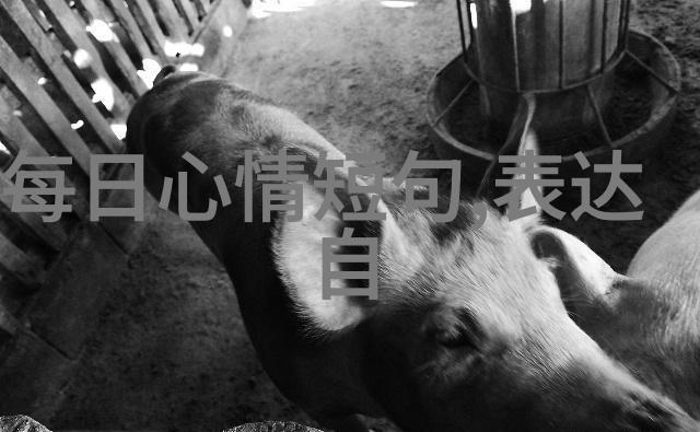 祝福简短唯美句子大全-心灵之语简约而深情的祝福语言