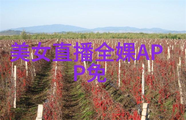 节日庆典-12月的温馨礼赞圣诞冬至与其他节日的故事