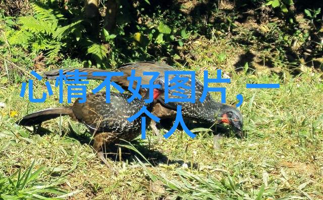 伤感扎心语录深情悲伤的话语