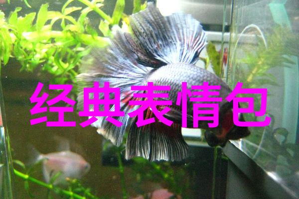 早安晨曦下的诗意篇章