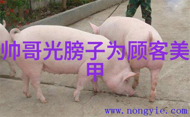 中国四大传统节日 - 春节端午中秋除夕传承与变迁的交响乐