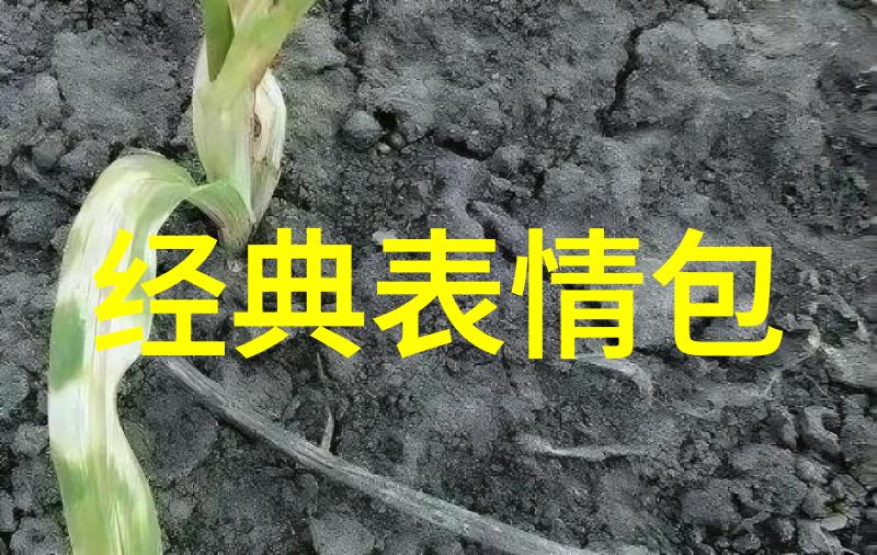 通往词海深处的桥梁8000个常用汉字表分析