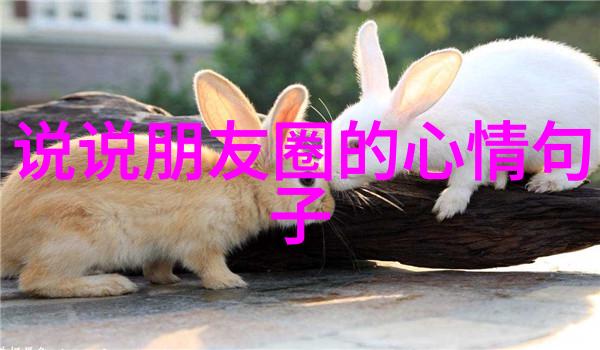 温暖的角落里小可爱图片的故事与魅力