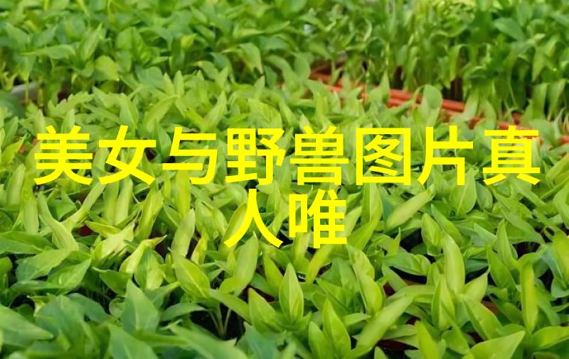 美人环伺下的成长日记玩家的自述体验分享