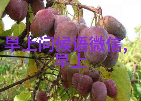 暹罗梦影璀璨珠光与清晨露珠的反差美