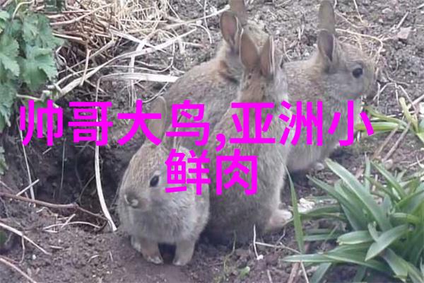 别墅轮换攻略完美居住体验的秘诀