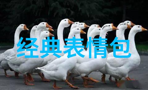 高端社群的风尚探索上档次群聊的魅力
