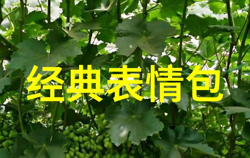 超可爱的小女孩我遇见的那只小天使她和她的无尽笑容
