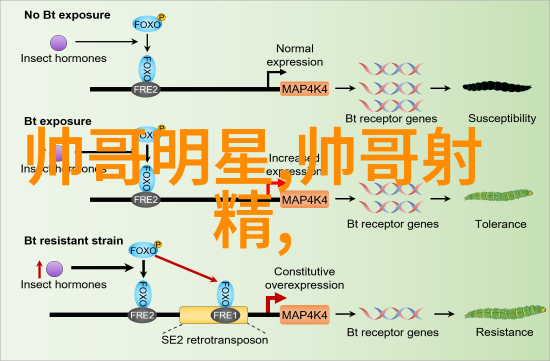 闪耀幕后明星走光的隐秘真相