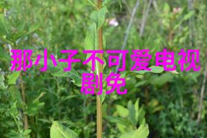 为什么这只帅哥大鸟总是那么受欢迎