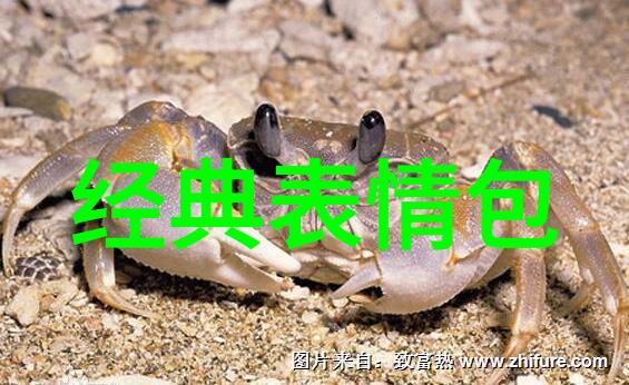 苗族的传统节日我的春天花灯飘香的重阳佳节