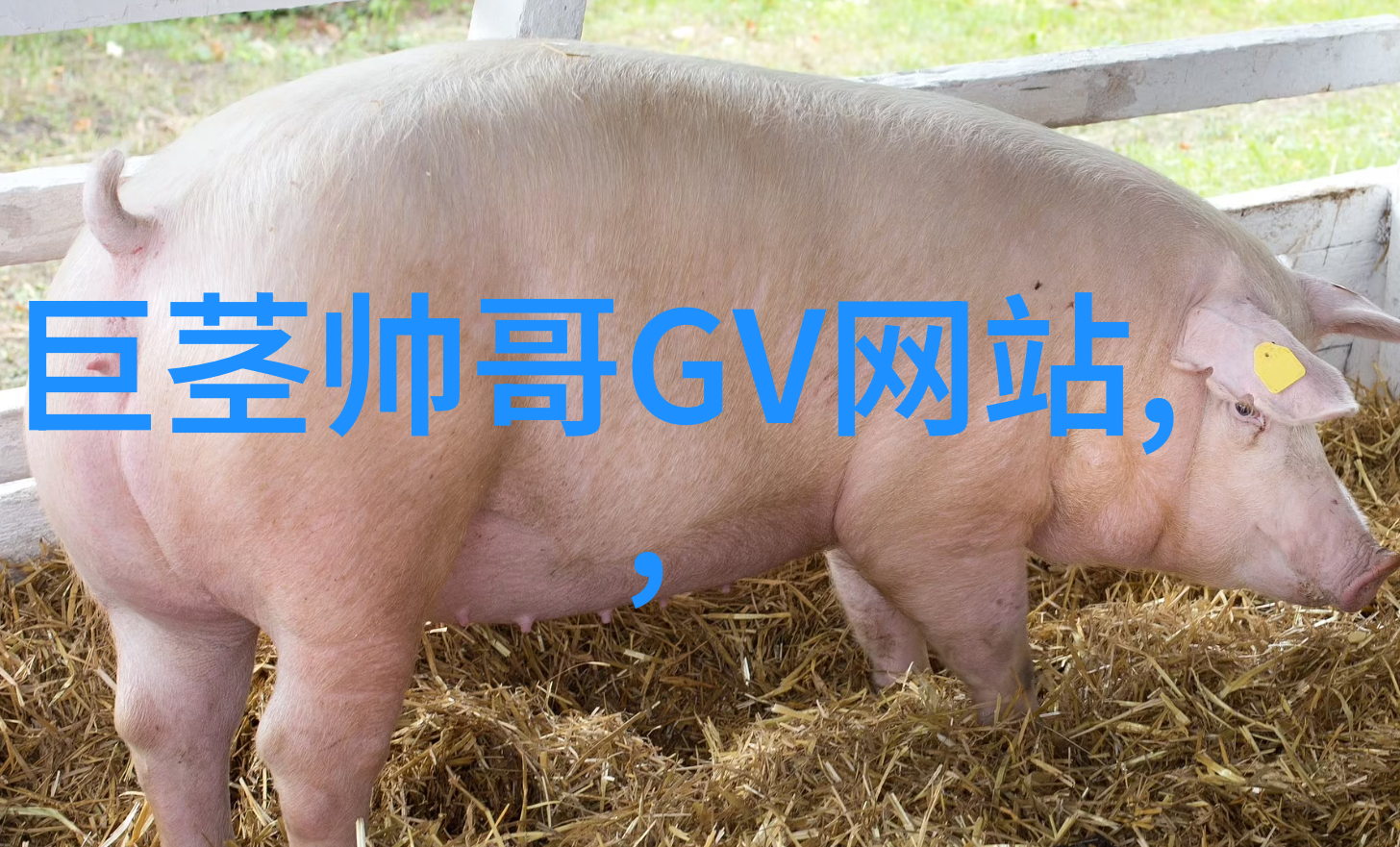 小S货又想挨C了叫大声点揭秘娱乐圈中不为人知的背后游戏