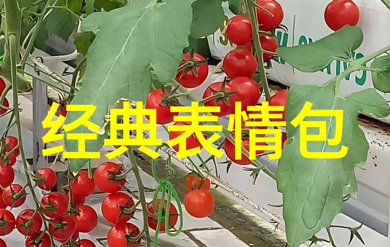 恐怖影像吓人小视频的艺术与魅力