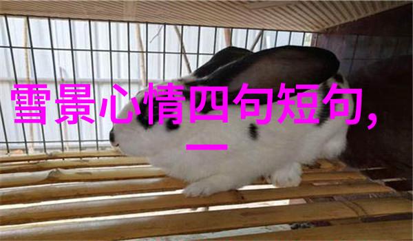 魔法森林里的不朽传奇美女与野兽的故事背后