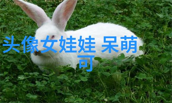 双面文字背后的真相探究
