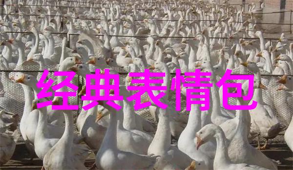 少女般的魅力探索动漫头像女孩的艺术魁梧