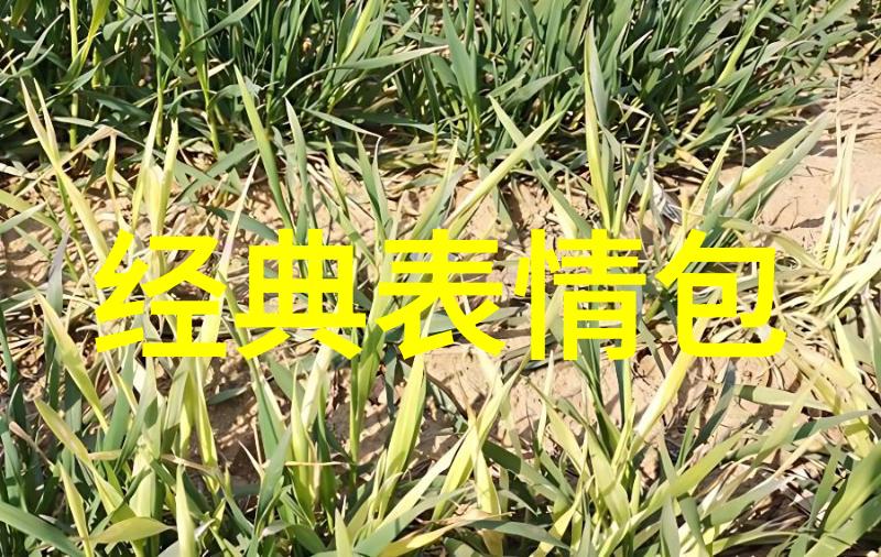 爆笑连连看揭秘2020最流行的微信群聊天记录
