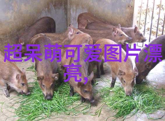 国际军事舞社初考核之旅苏有朋带来温暖与力量双重奏鸣