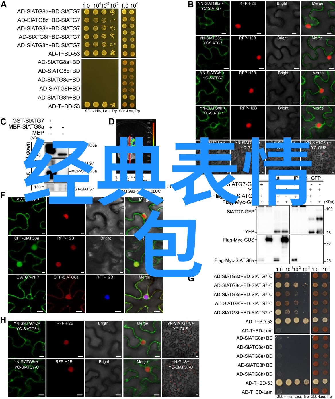复古时尚新篇章陶虹蒋雯丽钟丽缇共赴中生代女星之盛适合当背景图的图片