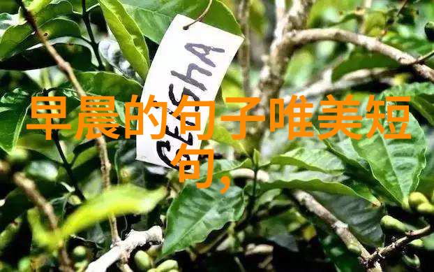 心绪独唱时光的音符