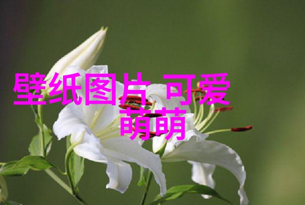 星光下的姐姐我的影视传奇