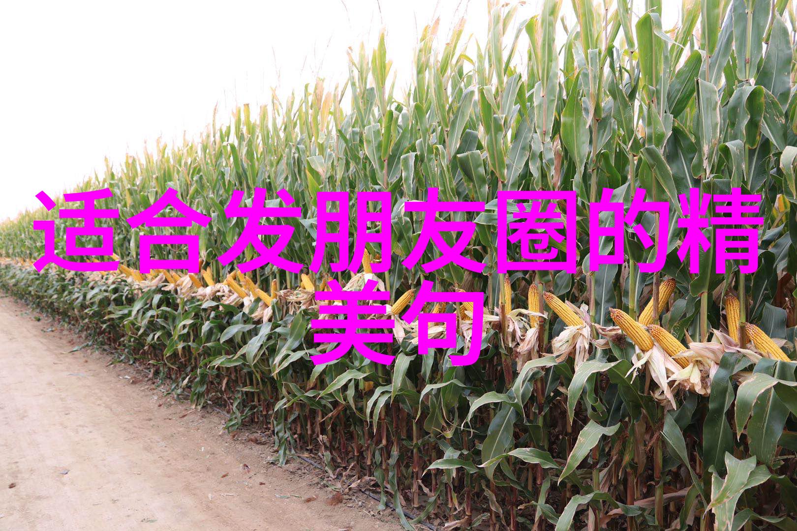 传统节日-探秘中华传统节日春秋两季的丰富文化盛宴